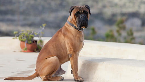 Bullmastiff sentado en el patio