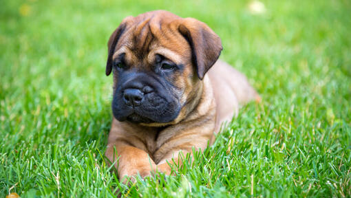 Cachorro Bullmastiff tumbado en la hierba