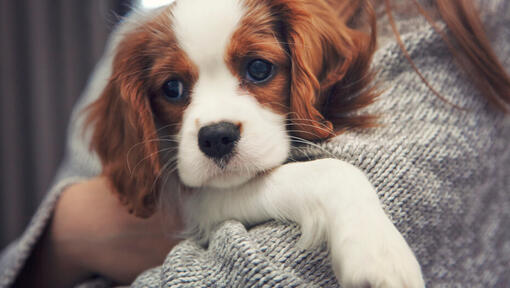 Cavalier King Charles Spaniel en manos de su propietario