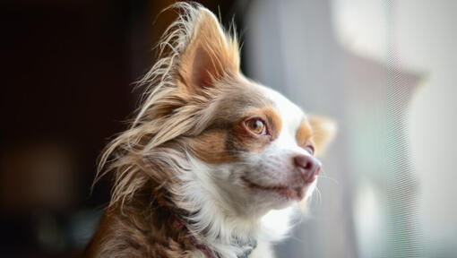 Chihuahua de Pelo Largo marrón mirando con curiosidad
