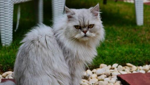 Gato Chinchilla con pelaje gris mirando a alguien
