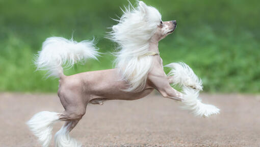 Perro Crestado Chino corriendo al aire libre