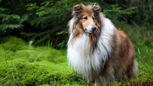 Raza de perro Collie de pie en el bosque