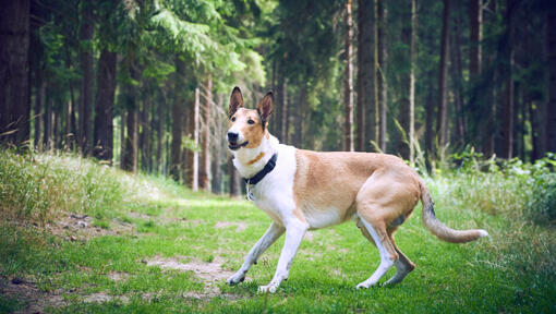 Collie de Pelo Liso en el bosque