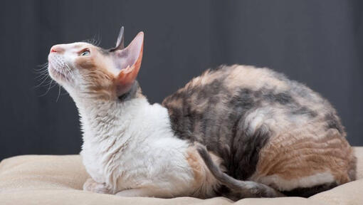 Gato Cornish Rex acostado en el sofá