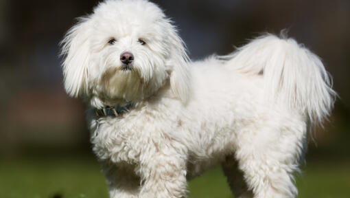 Perro blanco esponjoso de pie al aire libre