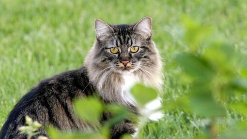 Gato Cymric de pie en el jardín