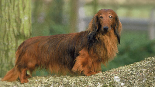 Perro Teckel de Pelo Largo en el parque