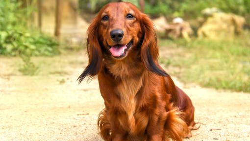 Perro Teckel de Pelo Largo sonriendo a la cámara