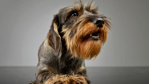 Información sobre la raza de perro Teckel de pelo duro | Purina ...