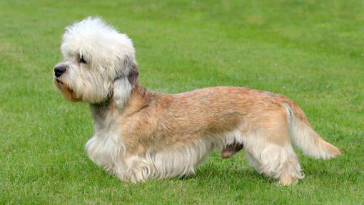 Dandie Dinmont Terrier de pie sobre el césped