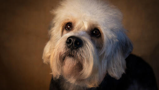 Dandie Dinmont Terrier de pie mirando