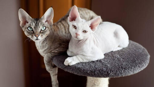 Dos gatos Devon Rex duermen la siesta juntos