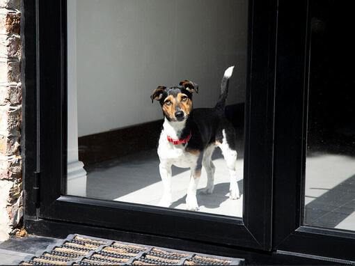 Perro con collar rojo mirando por la ventana