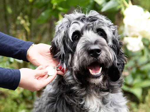 Perro Bobtail - Viejo Pastor Inglés de rabo corto