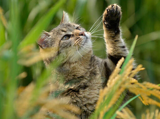 Beyond Gato