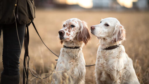 Dos perros Setter Inglés de color blanco mirando al dueño