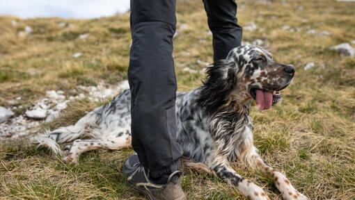 Raza de perro Setter Inglés tirado en el suelo.