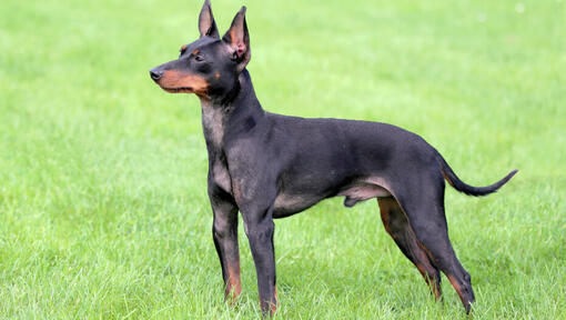 English Toy Terrier de pie sobre el césped