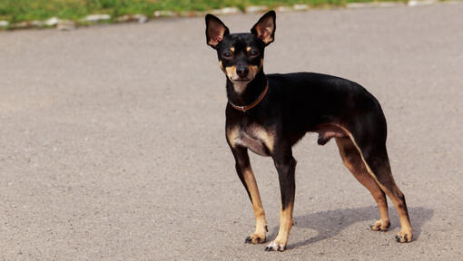 English Toy Terrier de pie en la carretera