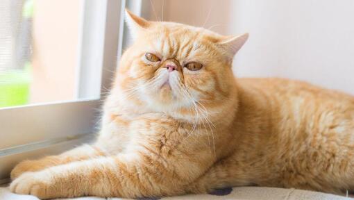 Gato Exótico de Pelo Corto acostado en el alféizar de la ventana