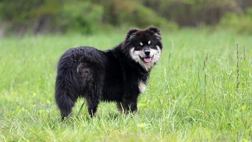 Perro Finlandés de Laponia de pie en el campo