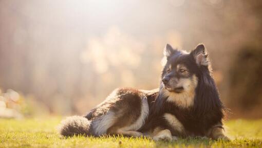 Perro Finlandés de Laponia tumbado en el césped