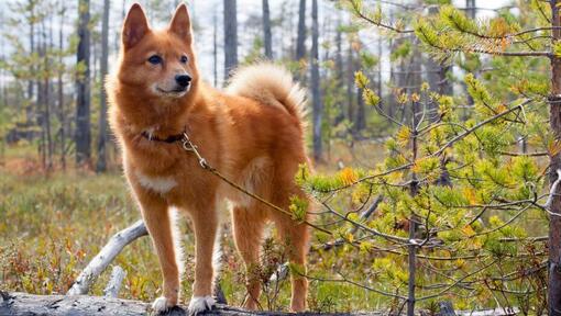 Spitz Finlandés en el bosque