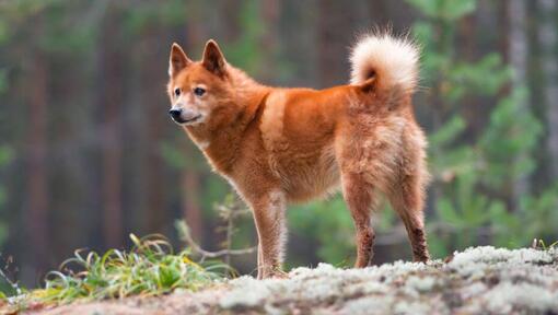 Spitz Finlandés de pie sobre una roca