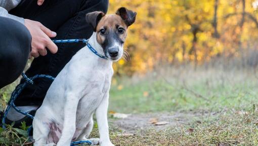 Raza de perro Fox Terrier de Pelo Liso con collar azul