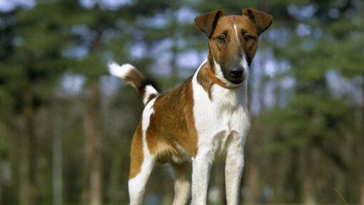 Raza de perro Fox Terrier con pelaje liso en el bosque