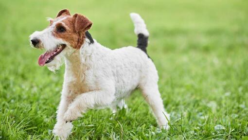 Raza de perro Fox Terrier de Pelo Duro jugando en el césped