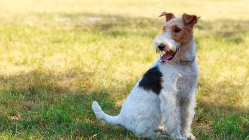 Fox Terrier de Pelo Duro sentado en el césped