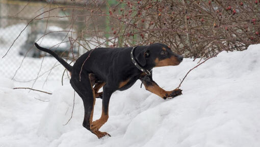 Pinscher Alemán jugando en la nieve