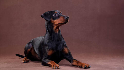 Pinscher Alemán acostado en la habitación