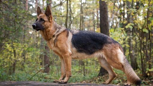 Perro Pastor Alemán en el bosque