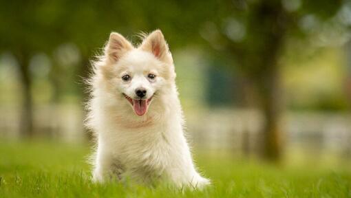 Raza de perro Spitz Alemán pequeño sentado en la hierba