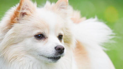 Raza de perro Spitz Alemán en el campo