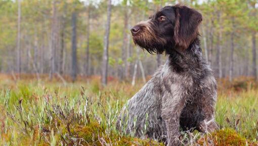 Raza de perro Braco Alemán de Pelo Duro en el bosque