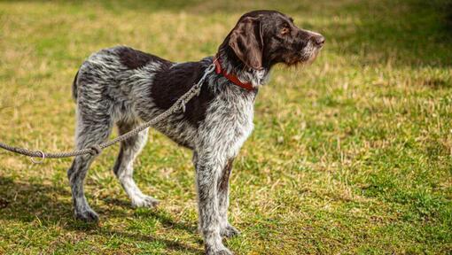 Raza de perro Braco Alemán de Pelo Duro con correa