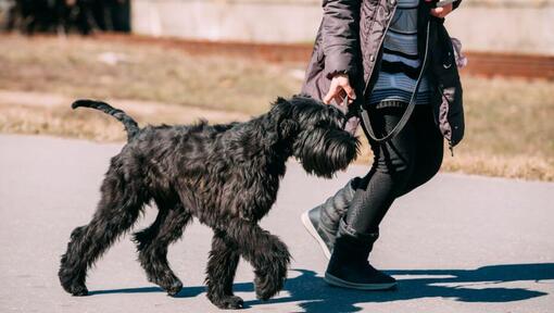 Schnauzer Gigante caminando con una correa