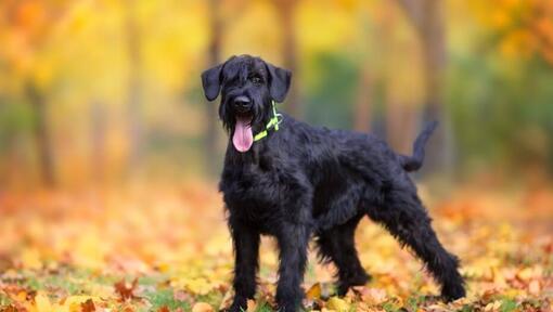 Cachorro Schnauzer Gigante en el bosque de otoño