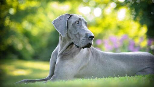 Raza de perro Gran Danés gris tumbado en la hierba