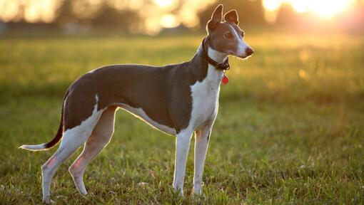 Raza de perro Galgo de pie en el campo en una cálida noche de verano