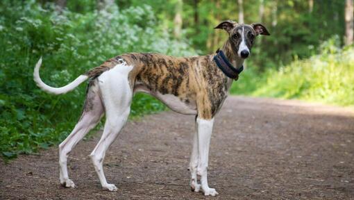 Raza de perro Galgo caminando en el bosque