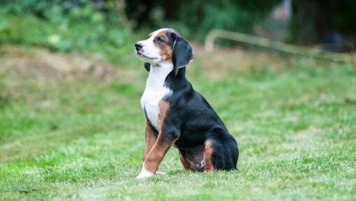 Cachorro de Hamilton Stovare parado en el jardín