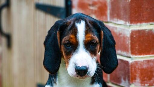 Cachorro de Hamilton Stovare mirando a alguien