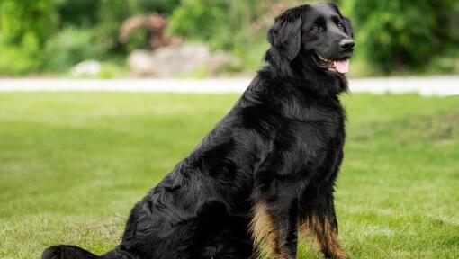 Raza de perro Hovawart caminando en el parque