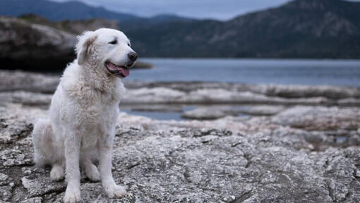 Kuvasz Húngaro de pie en la playa junto al lago y el bosque