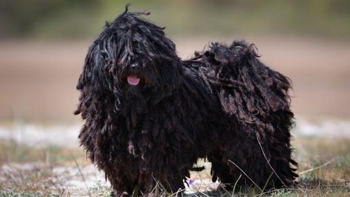 Puli Húngaro parado cerca del bosque